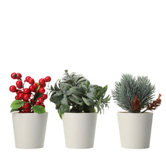 PLANTS