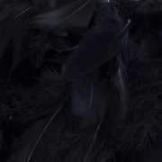 Black Feathers